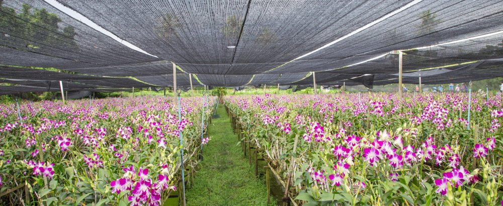 What Percentage Shade Cloth for Greenhouses? - Royal Shade USA