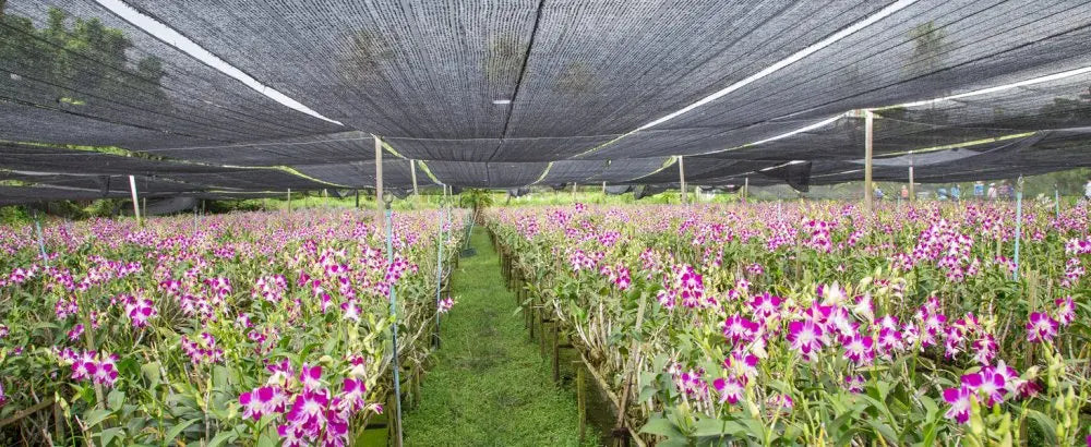 What Percentage Shade Cloth for Greenhouses?