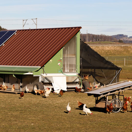 shade cloth for chickens