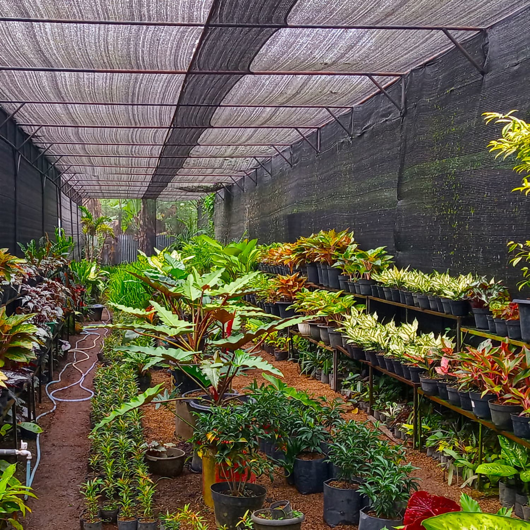 vegetable garden shade cloth