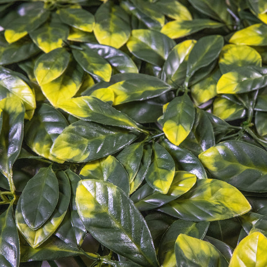 yellow tip osmanthus leaves 12 pack