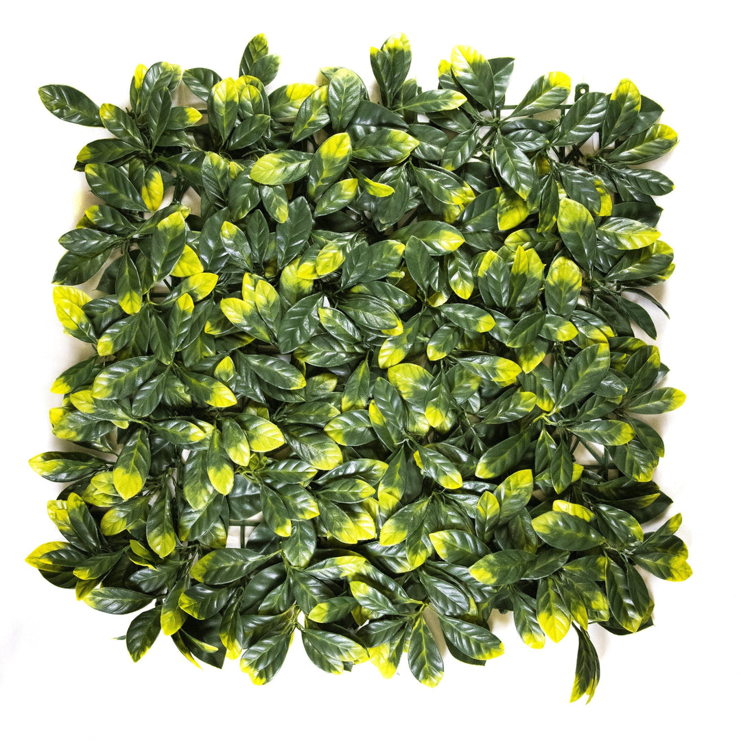 Yellow Tip Osmanthus Leaves (12 Pack)