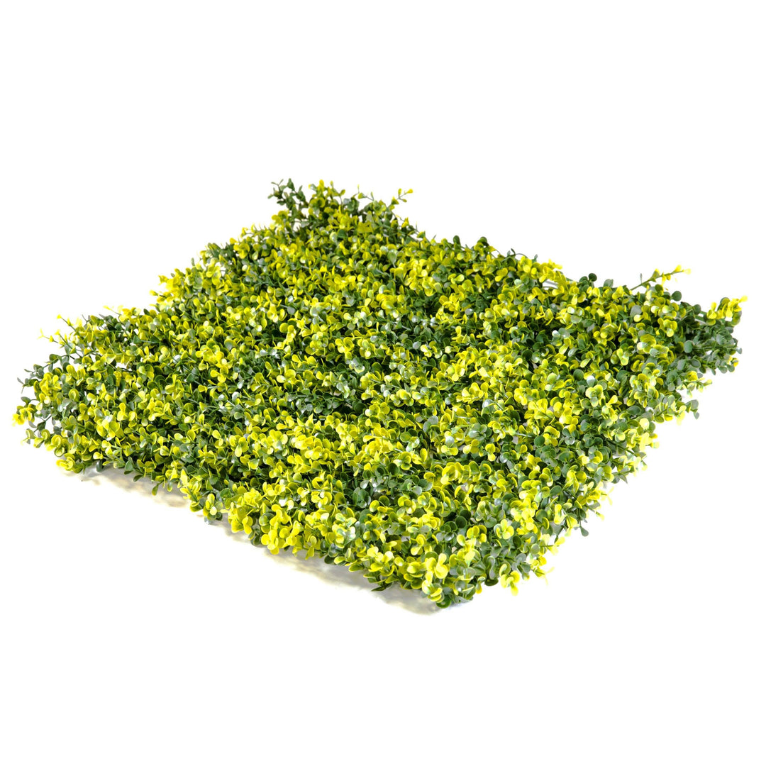 Yellow Tip Green Beauty Leaves (12 Pack)